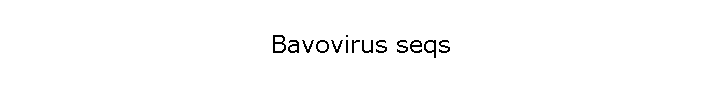 Bavovirus seqs