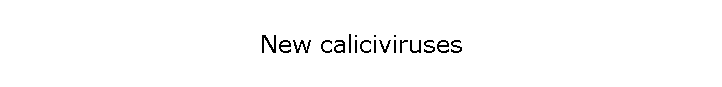 New caliciviruses