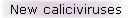 New caliciviruses